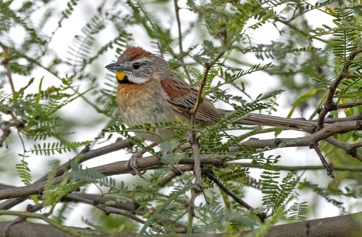 Chotoy Spinetail - Lars Petersson | My World of Bird Photography