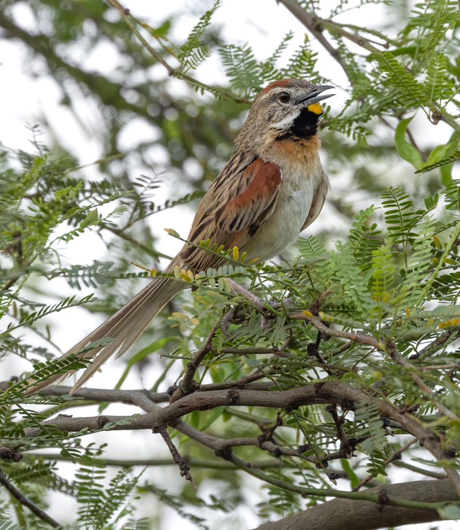 Chotoy Spinetail - Lars Petersson | My World of Bird Photography