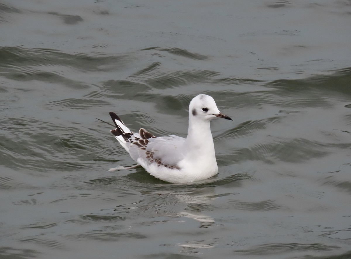 Bonaparte's Gull - ML512831141