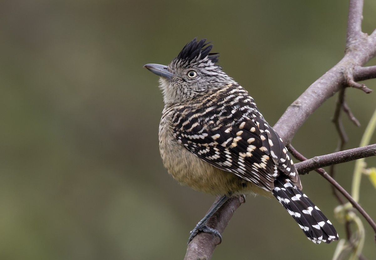 Barred Antshrike - ML512832001