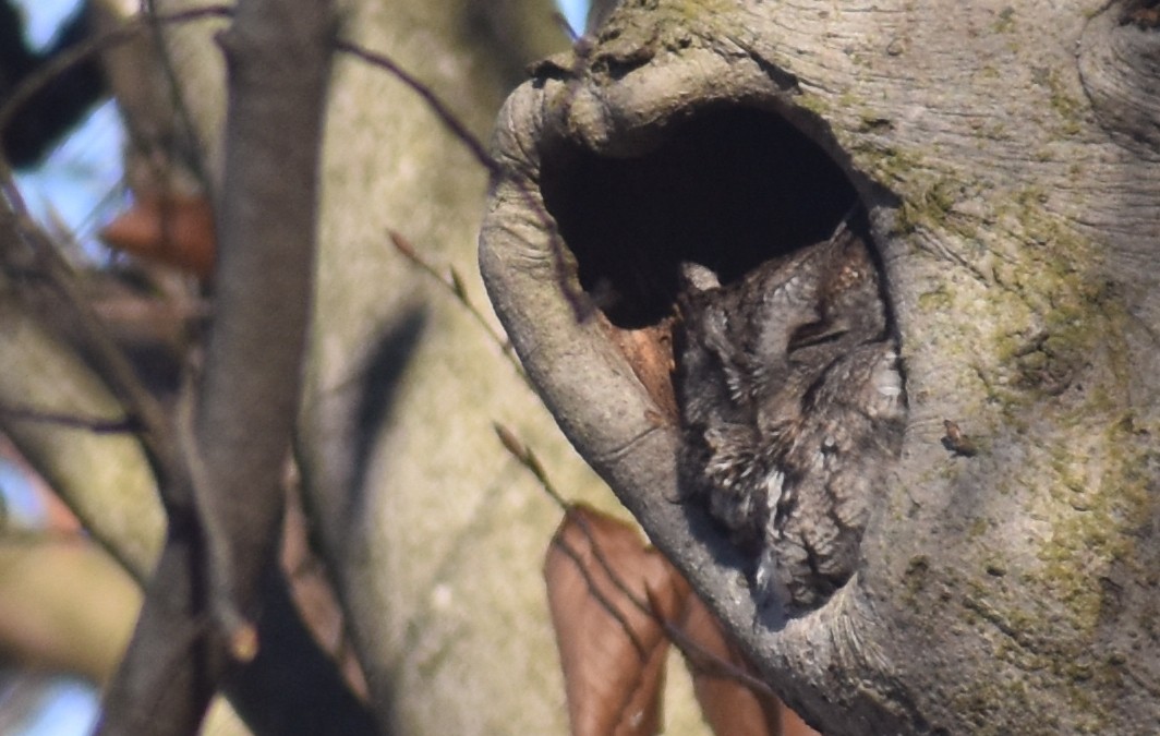 Eastern Screech-Owl - ML512832711