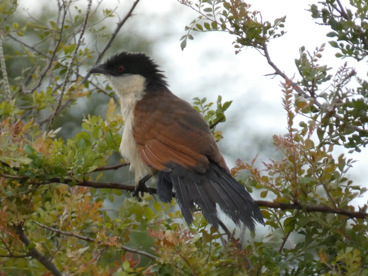 Senegal Coucal - ML512833061