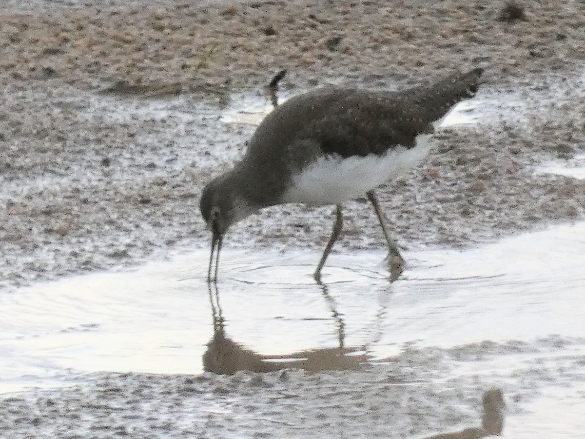 Green Sandpiper - ML512833121