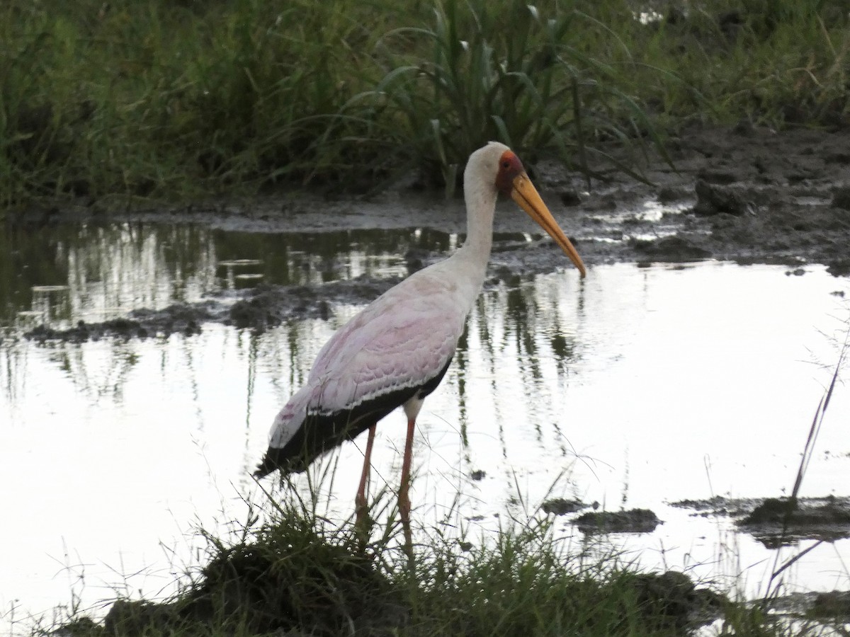 Yellow-billed Stork - Jeff Harding