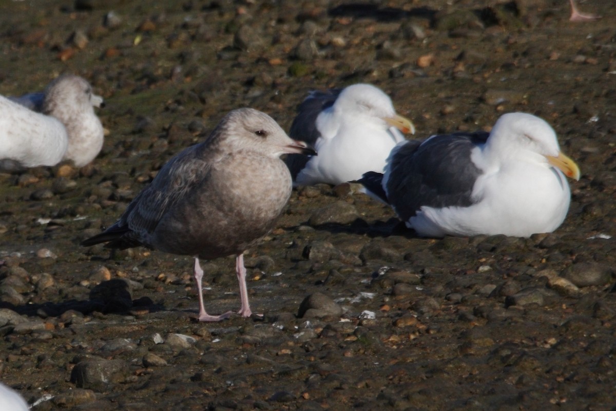 goéland sp. (Larus sp.) - ML512835331