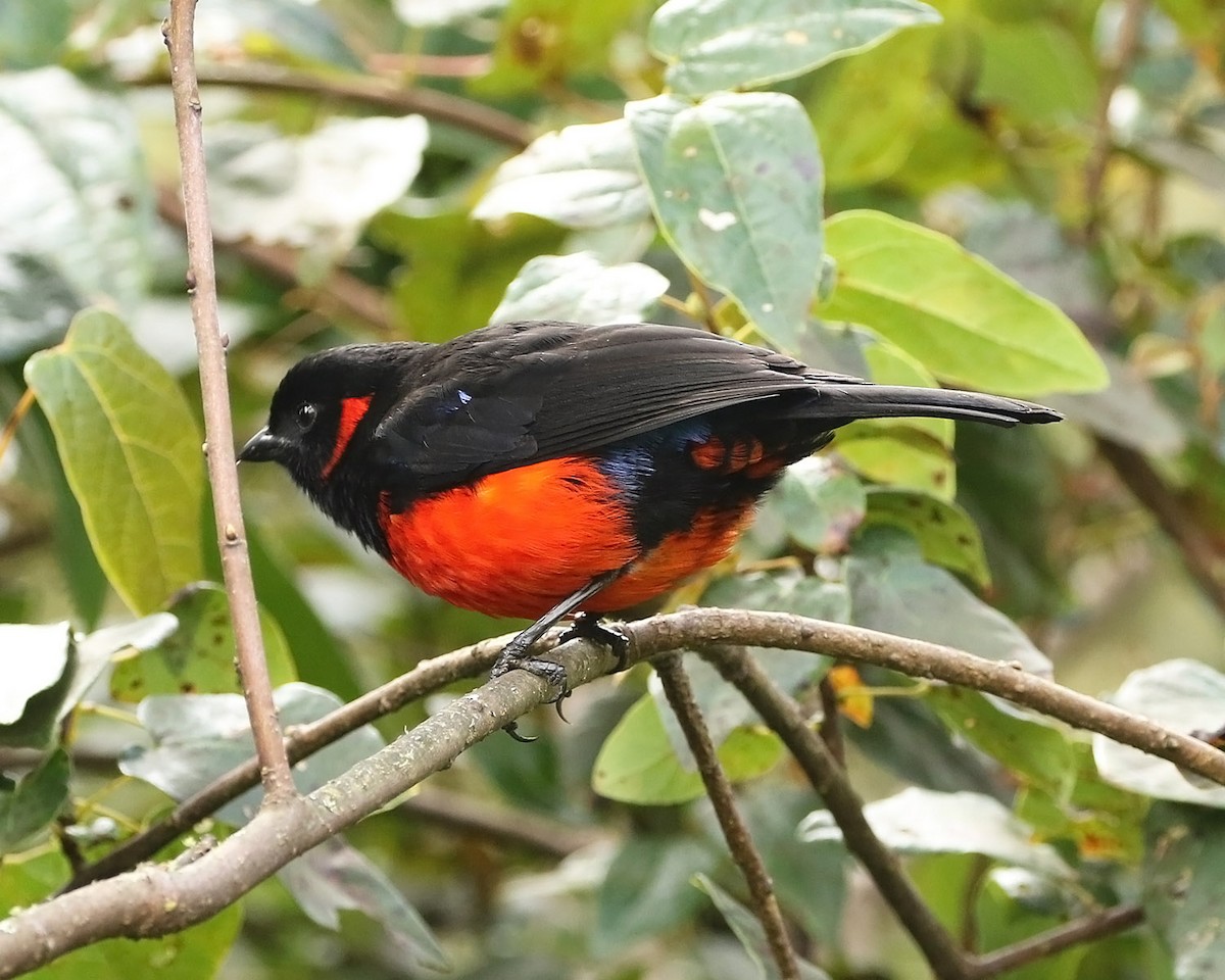 Scarlet-bellied Mountain Tanager - ML512838931
