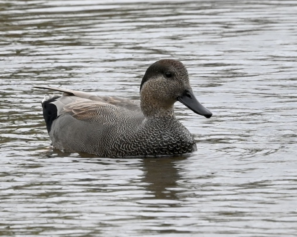 Canard chipeau - ML512839501