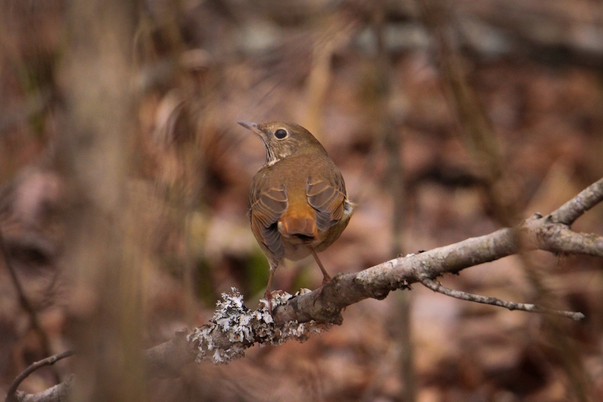 Hermit Thrush - ML512842091
