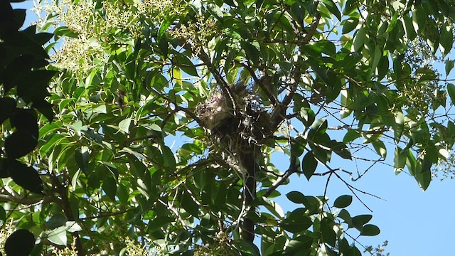 White-winged Becard - ML512842171