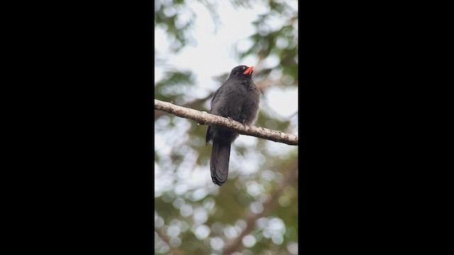 Black-fronted Nunbird - ML512842641