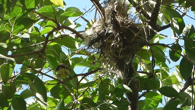 White-winged Becard - ML512842841