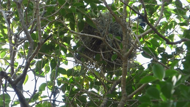 White-winged Becard - ML512842951