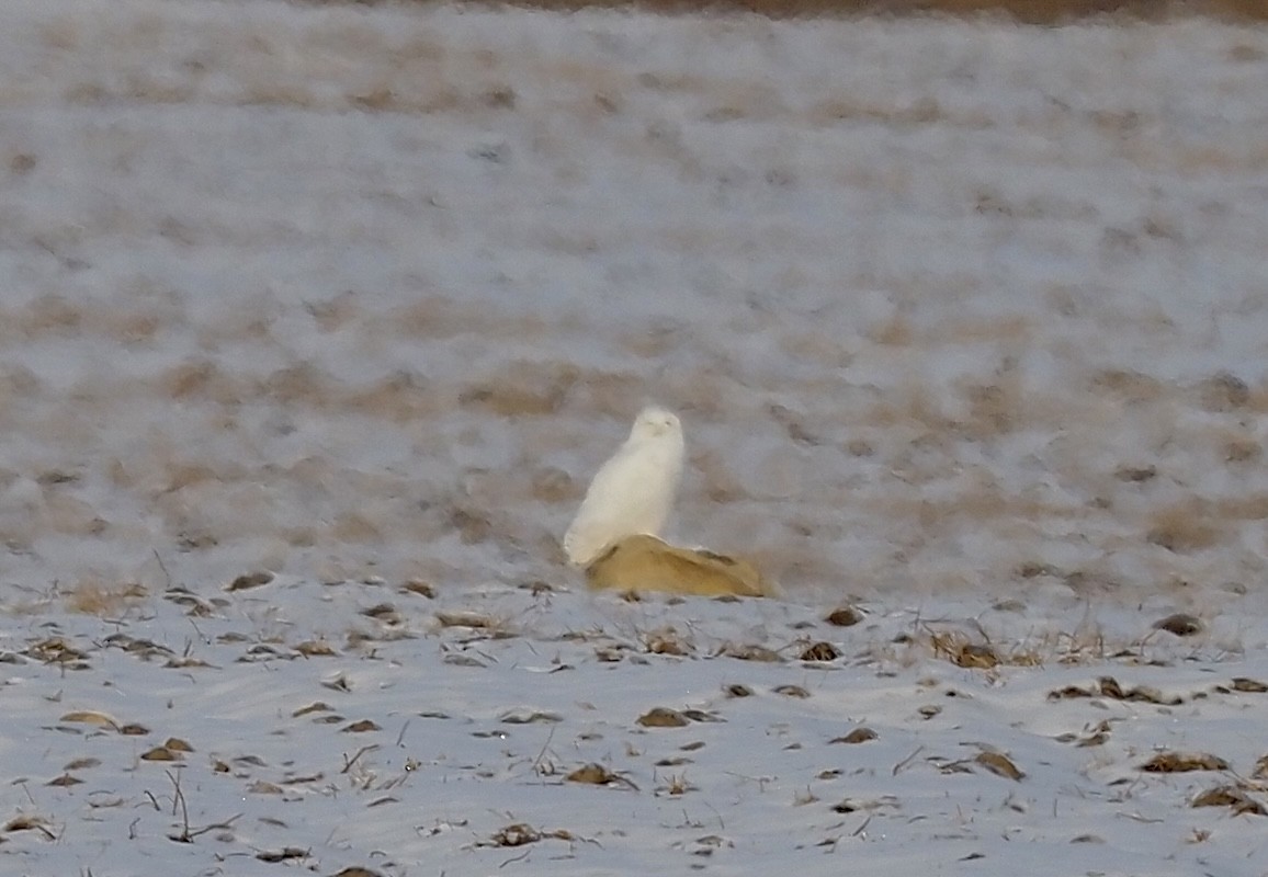 Snowy Owl - ML512843381