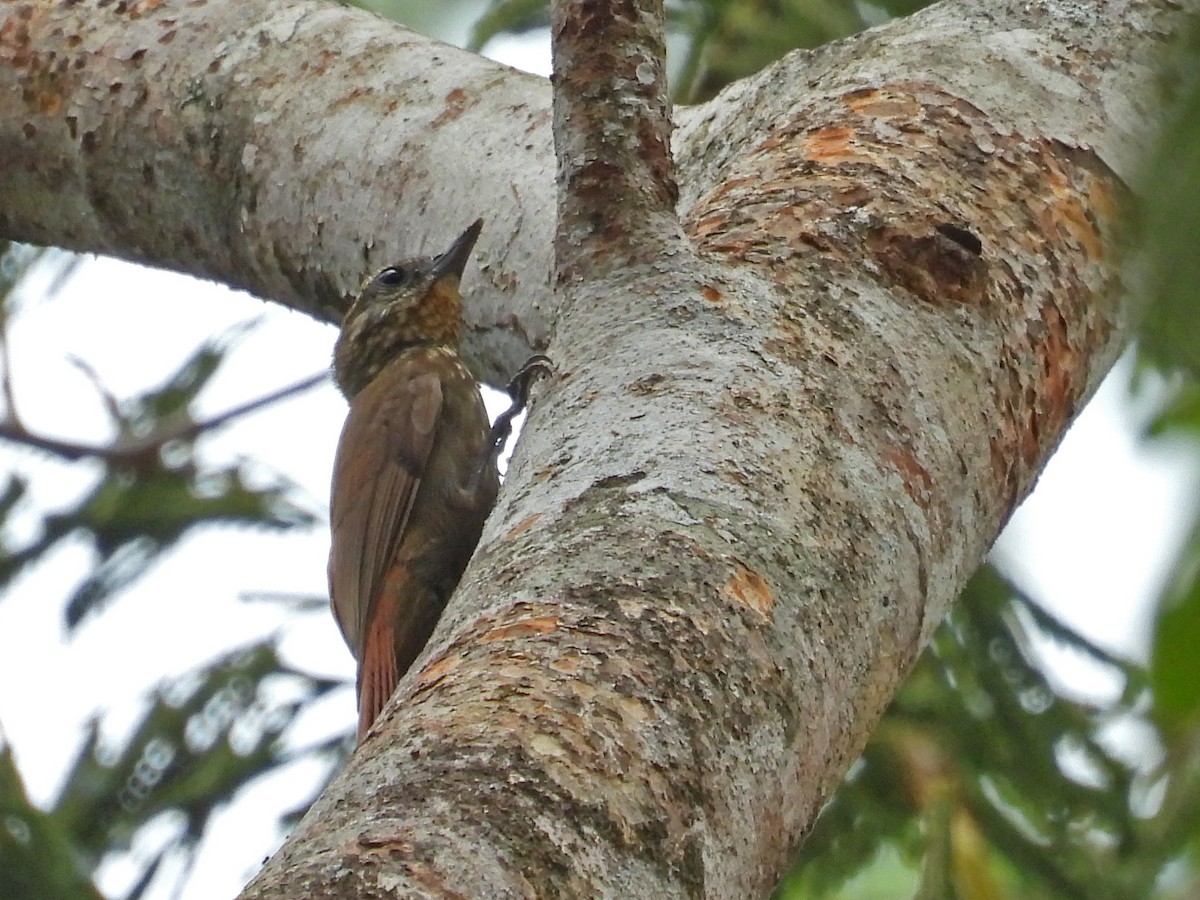 Wedge-billed Woodcreeper - ML512843531