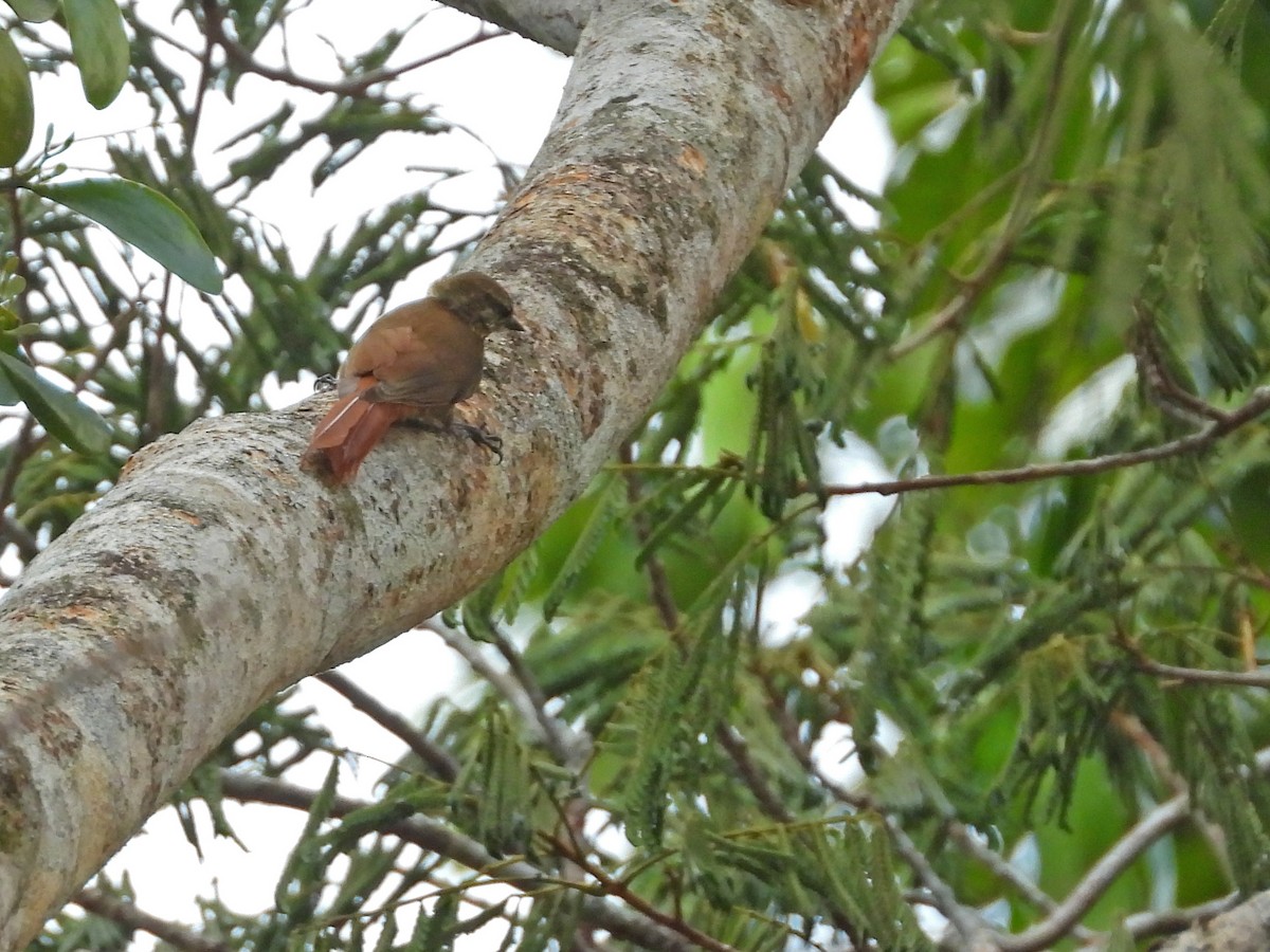 Wedge-billed Woodcreeper - ML512843541