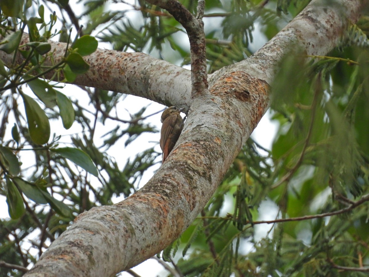 Wedge-billed Woodcreeper - ML512843561