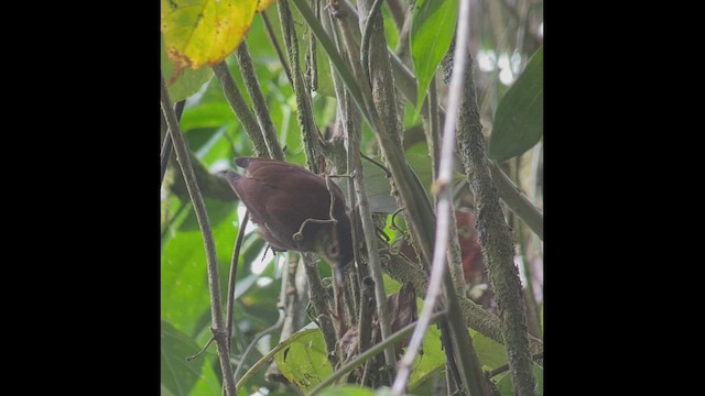 Scaly-throated Foliage-gleaner - ML512844471