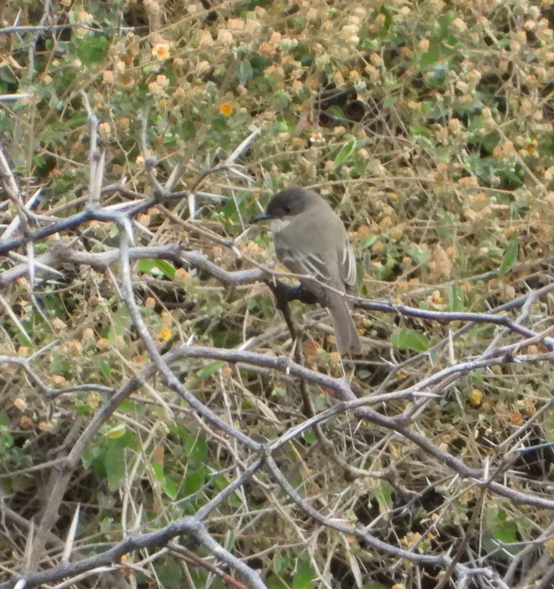 Eastern Phoebe - Mary Tannehill