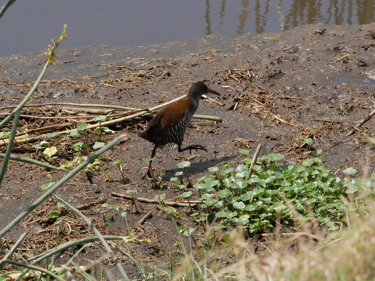 African Rail - Zachary Haag