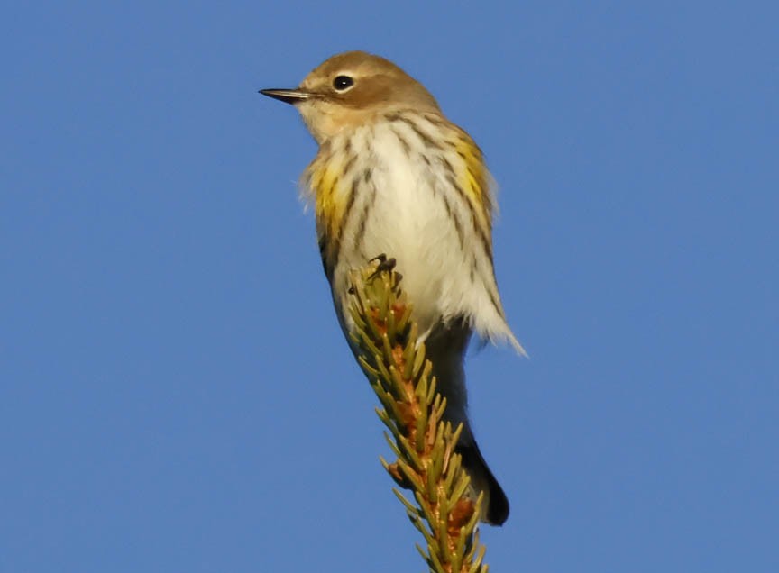 Yellow-rumped Warbler - Mark Dennis