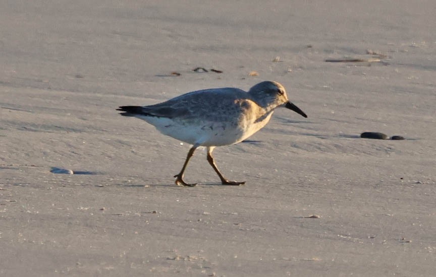 Red Knot - Mark Dennis