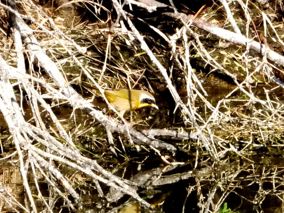 Common Yellowthroat - ML512846391