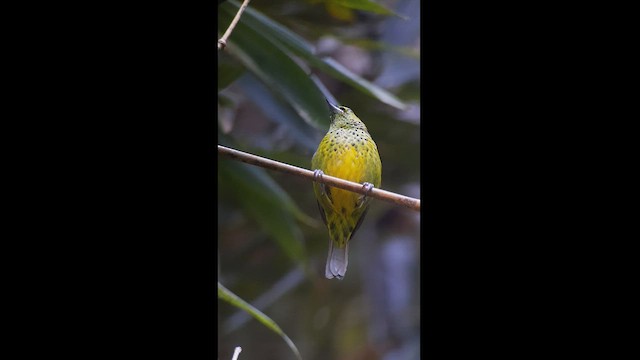 Yellow-bellied Tanager - ML512846481