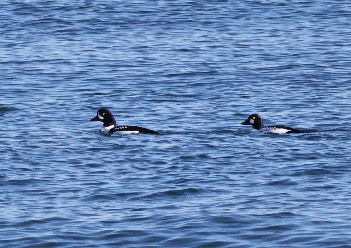 Common Goldeneye - ML512846751