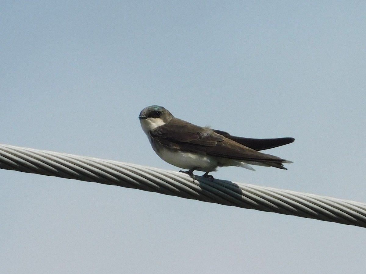 Tree Swallow - ML512848191