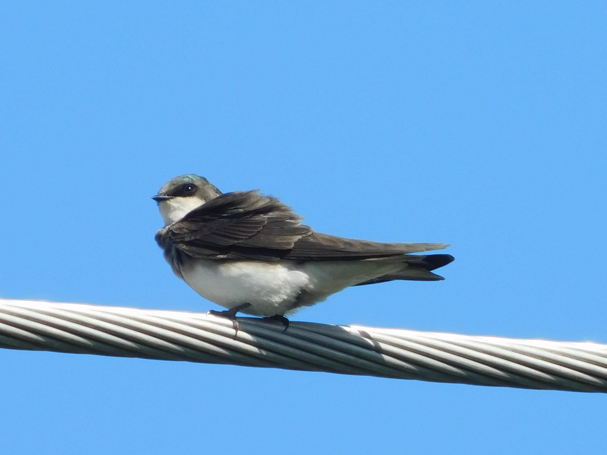 Tree Swallow - ML512848261