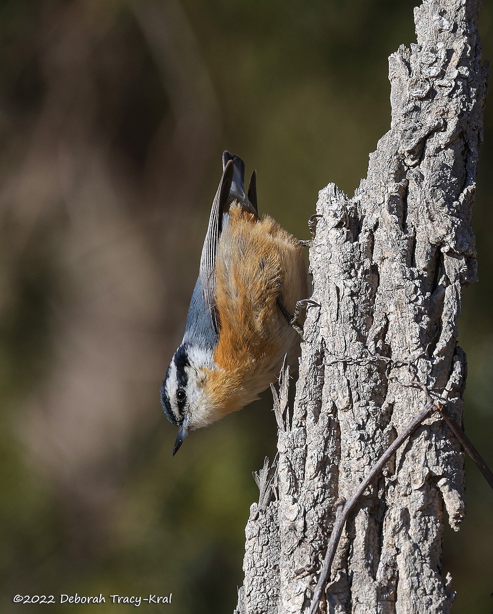 Red-breasted Nuthatch - ML512848291