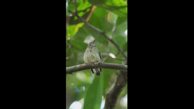 Dwarf Tyrant-Manakin - ML512848691