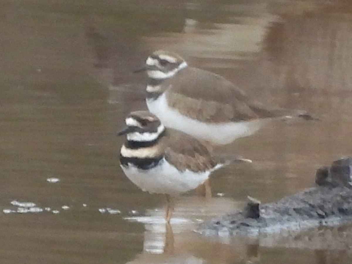 Killdeer - ML512848891