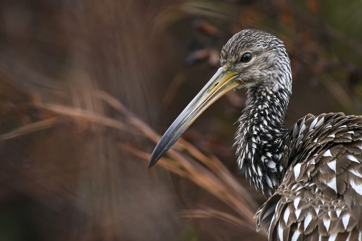 Limpkin - ML512849071