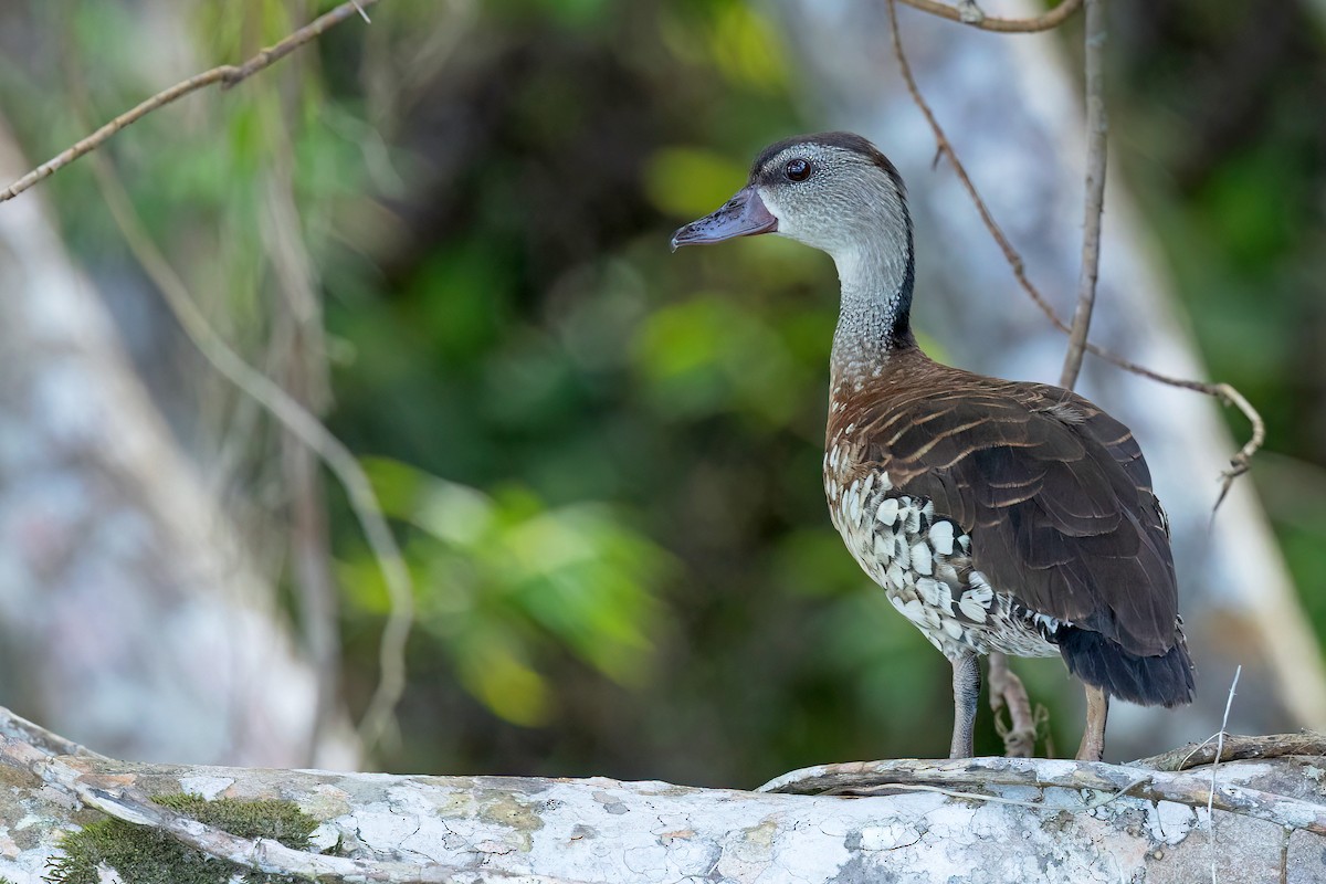 Dendrocygne tacheté - ML512849281