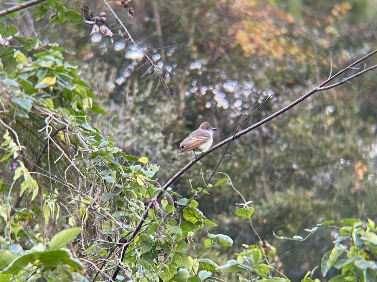 Ash-throated Flycatcher - ML512850591