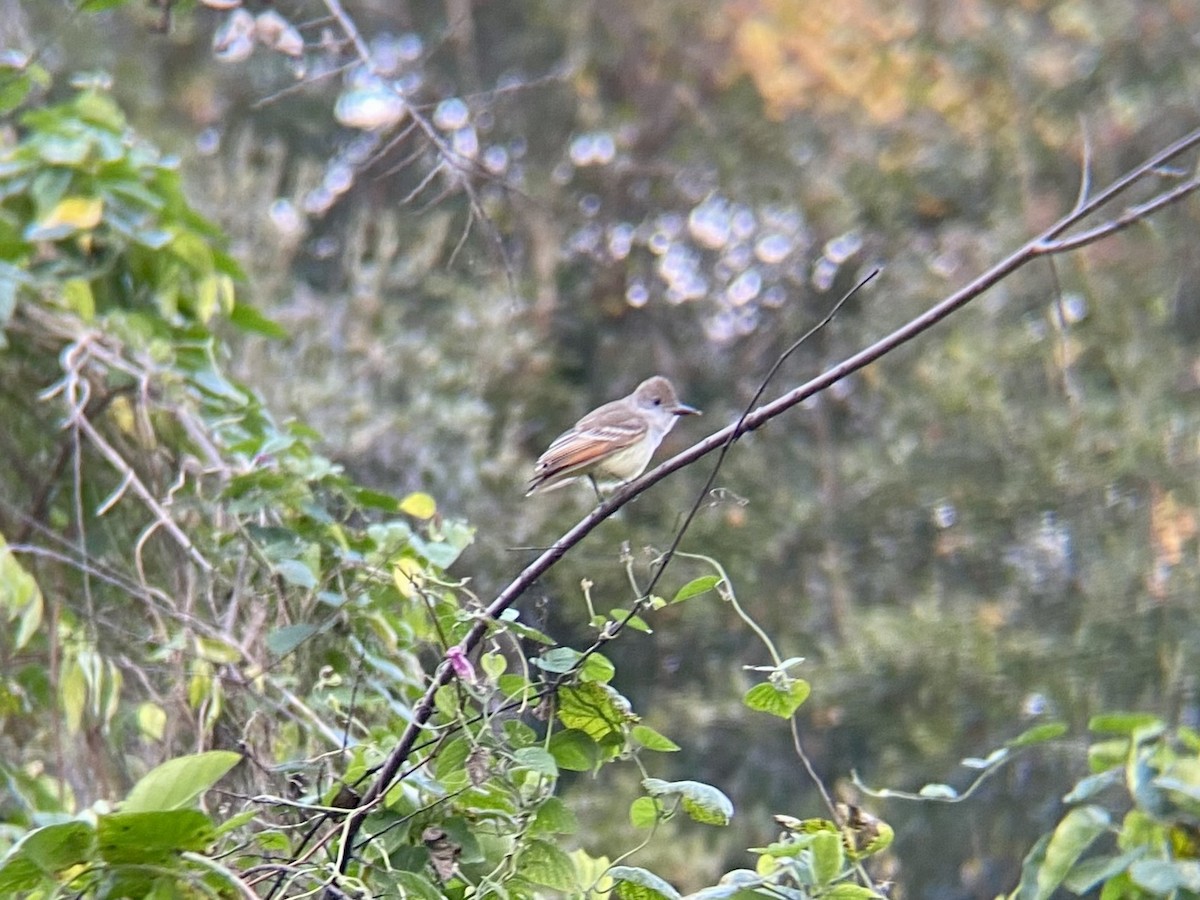 Ash-throated Flycatcher - ML512850611