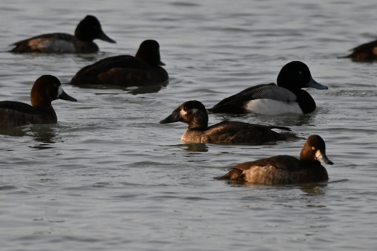 White-winged Scoter - Geordie Ray