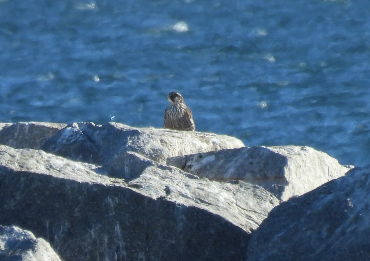 Peregrine Falcon - Sue Finnegan