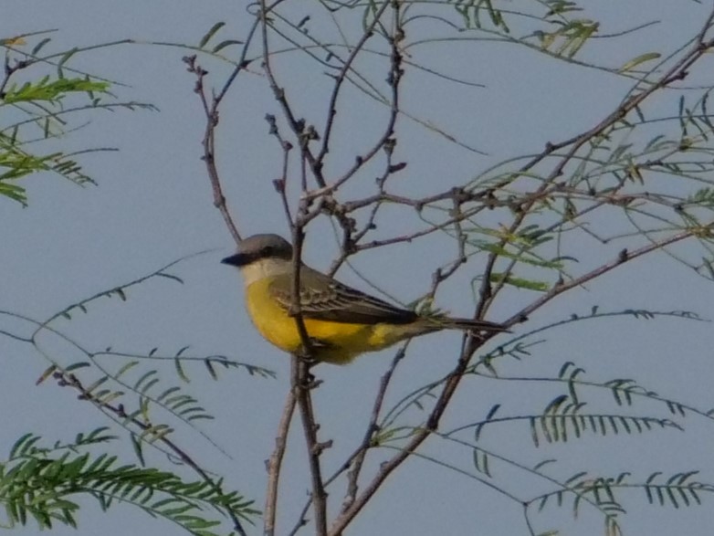 Tropical Kingbird - Darin B.