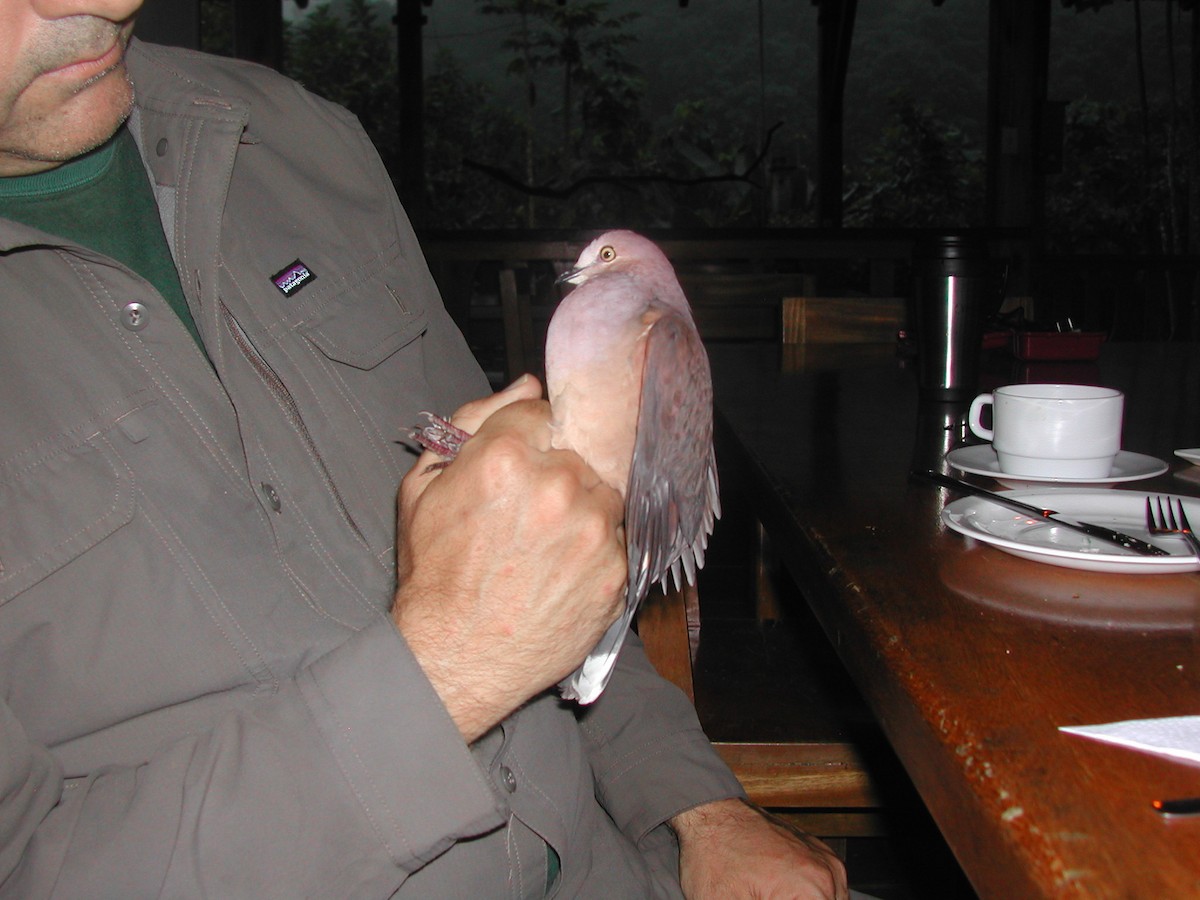 Ochre-bellied Dove - Guy Kirwan