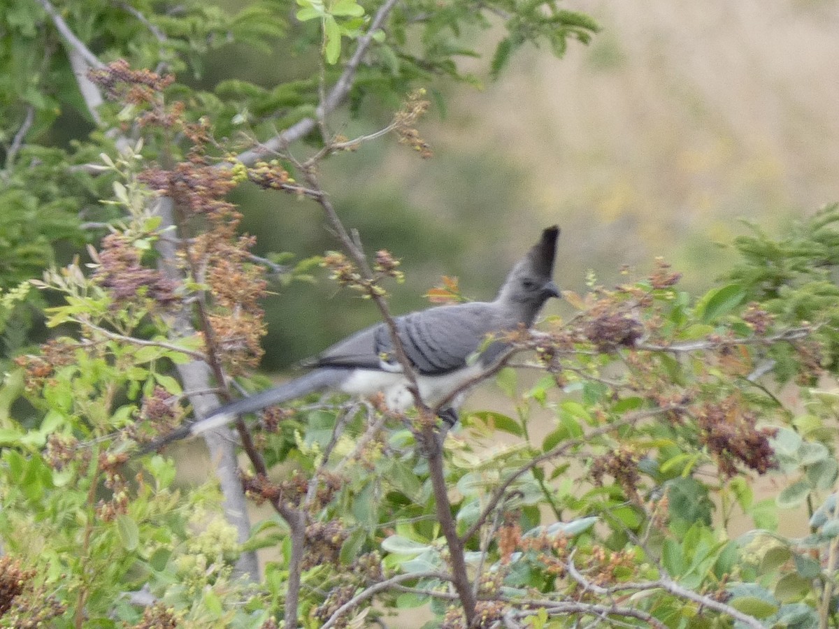 White-bellied Go-away-bird - Jeff Harding