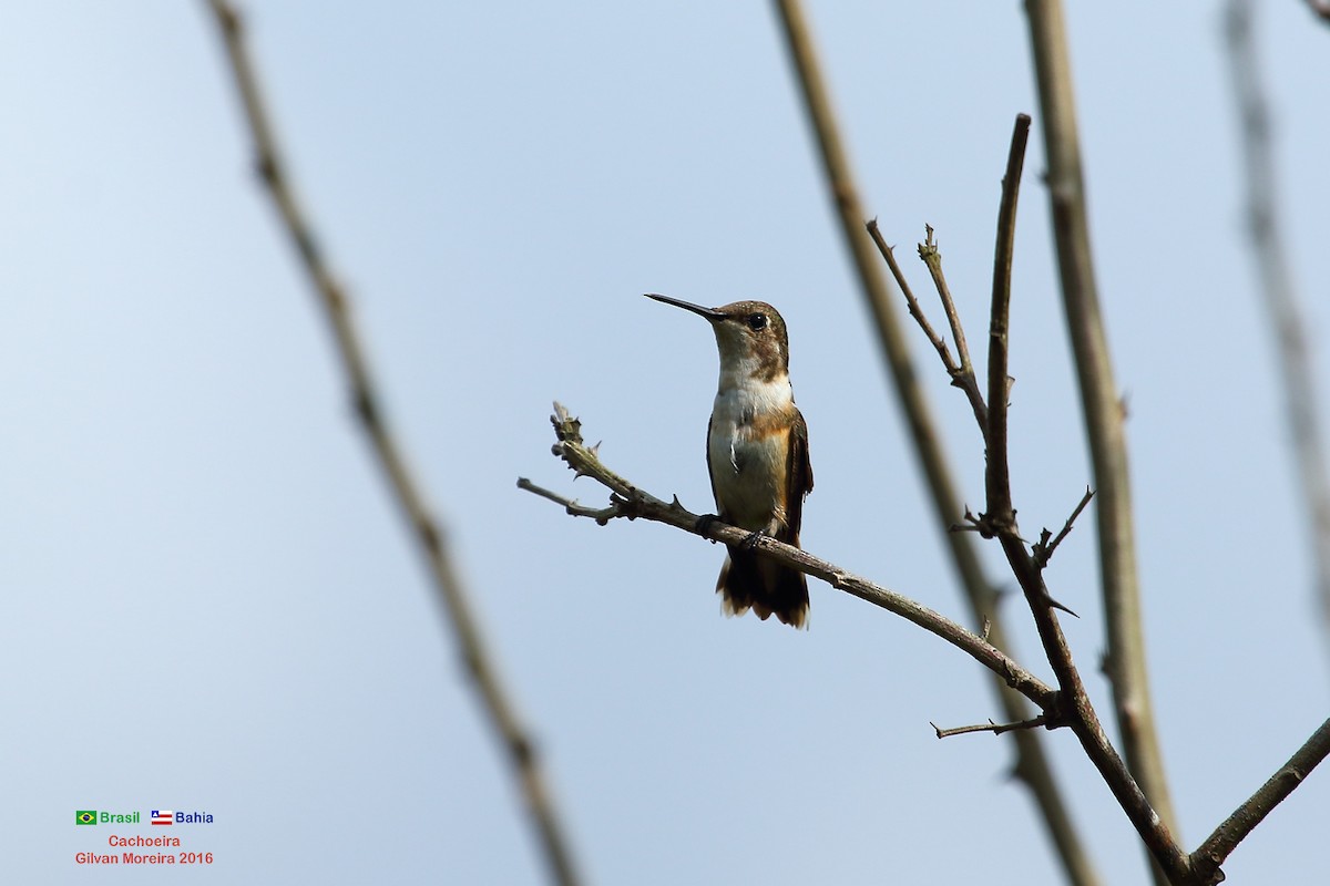 Colibrí Amatista - ML512858211