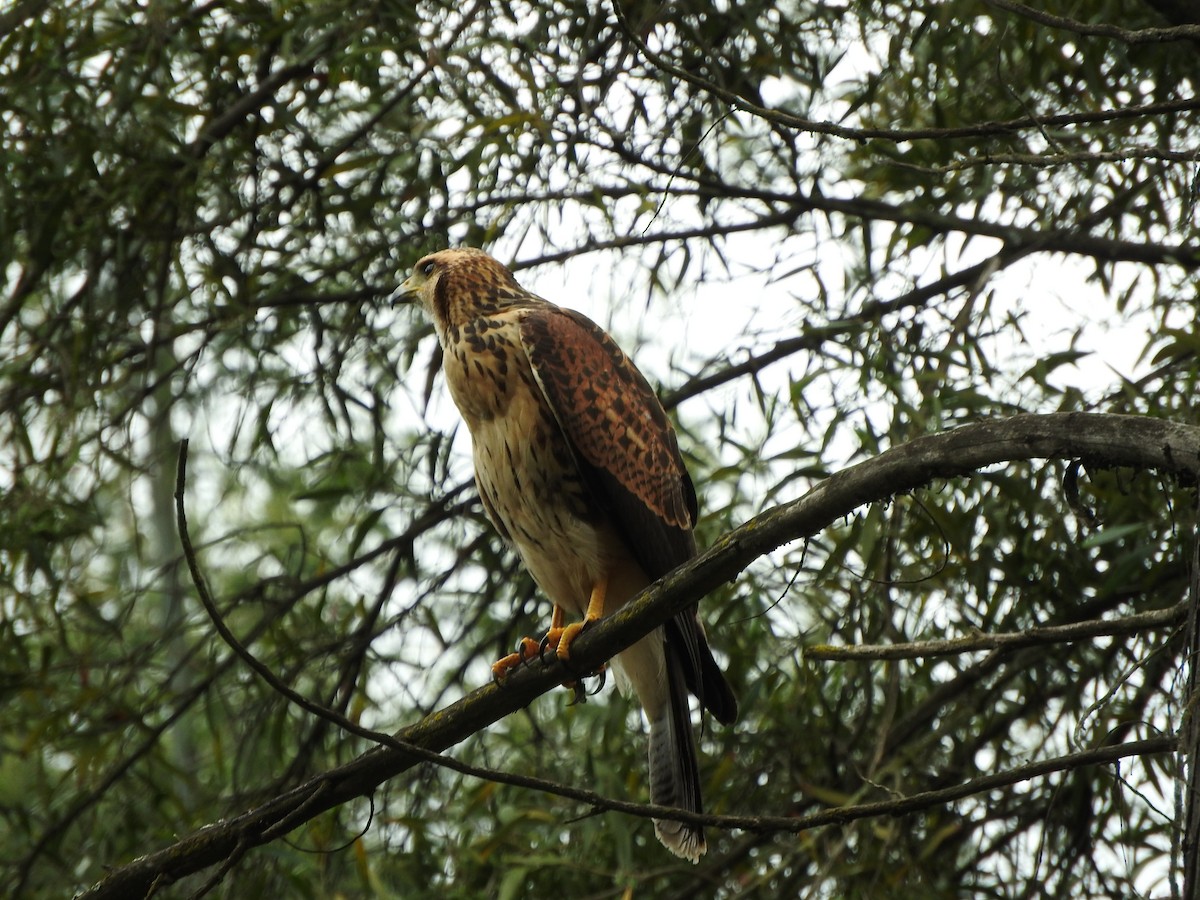 Harris's Hawk - ML512858711