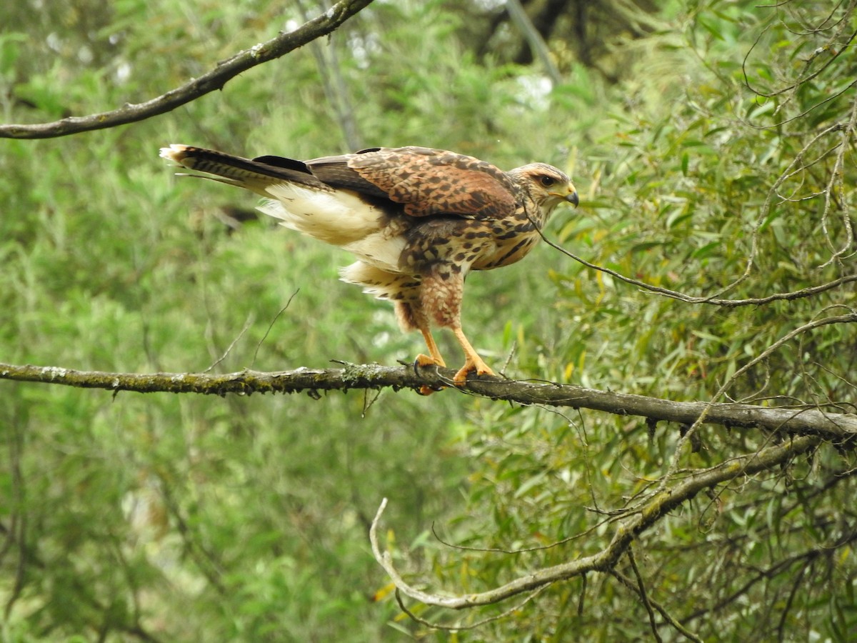 Harris's Hawk - ML512858731