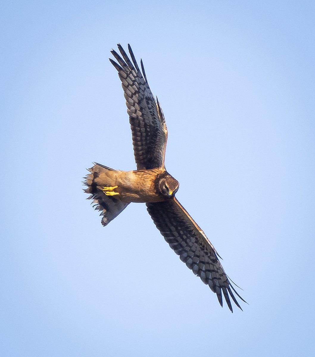 Northern Harrier - ML512859301