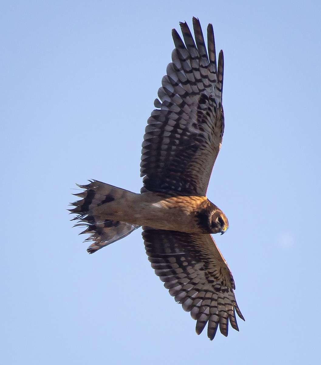 Northern Harrier - ML512859351