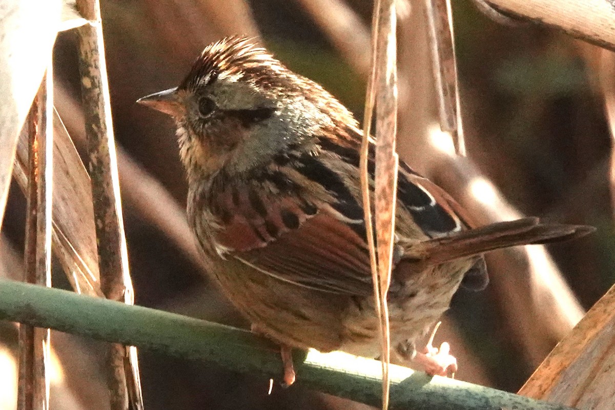 Swamp Sparrow - ML512859841