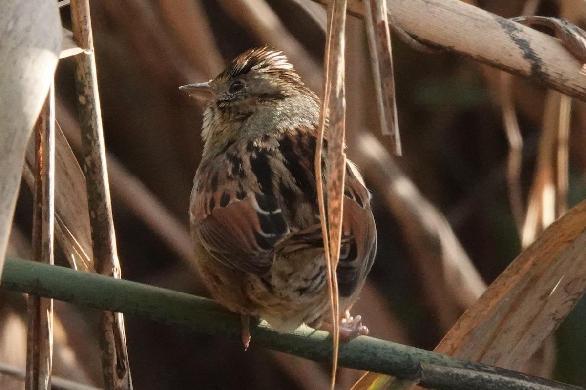 Swamp Sparrow - ML512859851