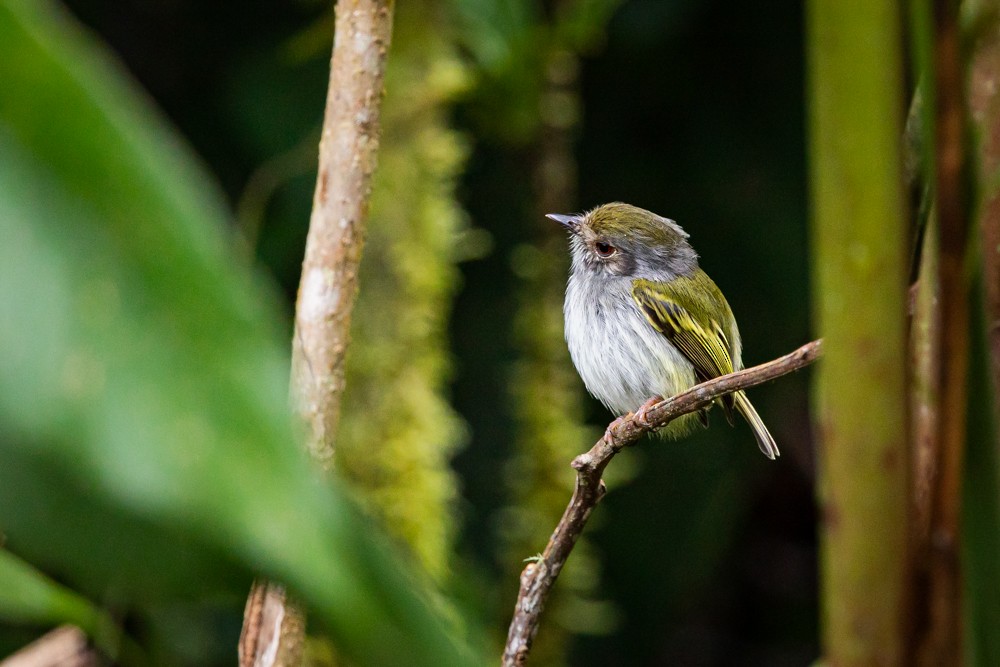 White-bellied Pygmy-Tyrant - ML512861191